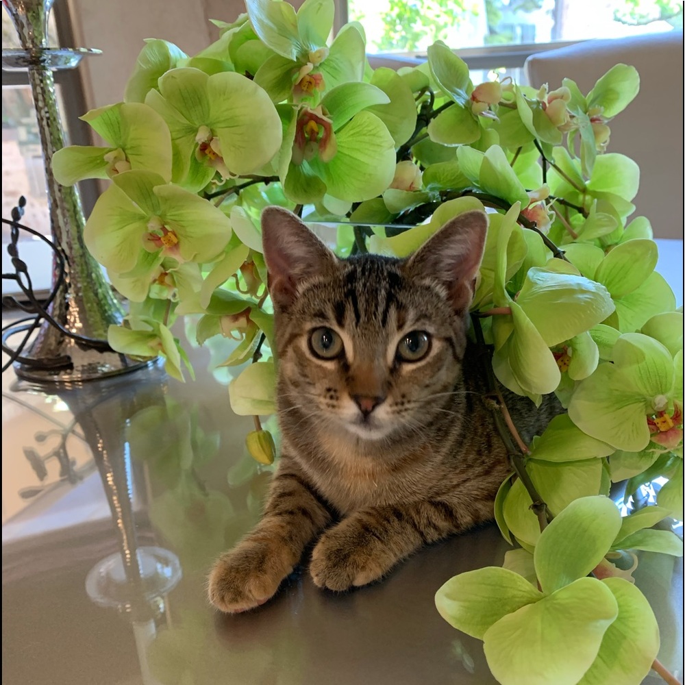 Meet your Posher, Karen